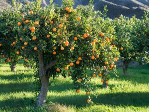 Ripe Orange Post