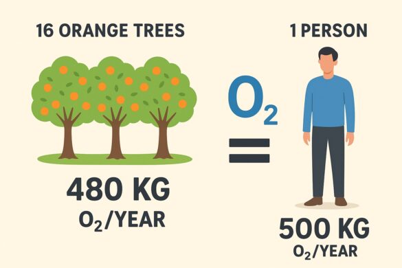 اکسیژن گیاهان